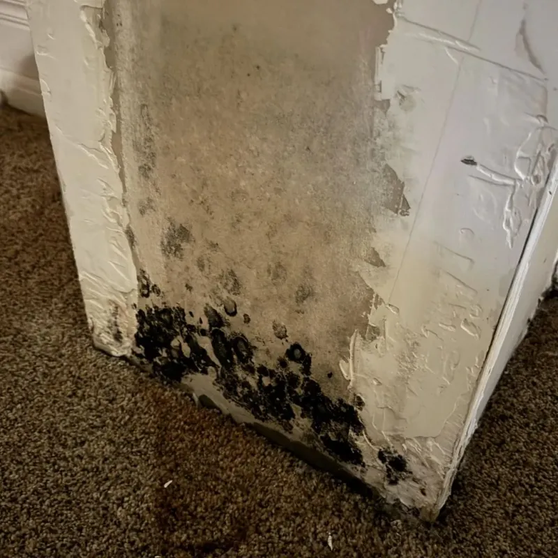 Professional Mold Removal in Spindale, NC
